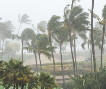 Palm trees within a hurricane
