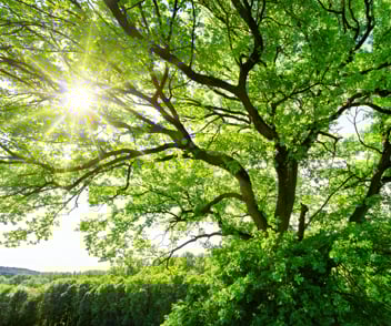 Image of a green tree covering the sunlight