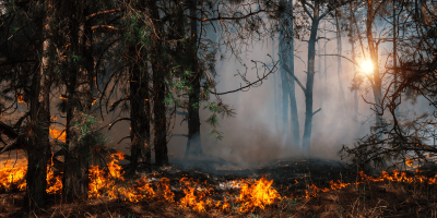 Read the Wildfires: climate change and human activity fan the flames